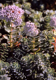 Sedum anacampseros