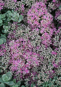 Sedum cyaneum