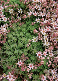 Sedum hispanicum 'Aureum'                        