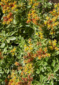 Sedum kamtschaticum 'Variegatum'