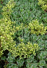 Sedum laxum