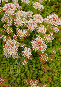 Sedum lydium 