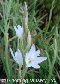 Schizostylis coccinea 'Alba'                      