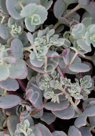 Sedum sieboldii 'October Daphne'