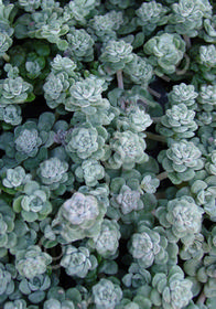 Sedum spathulifolium 'Cape Blanco'