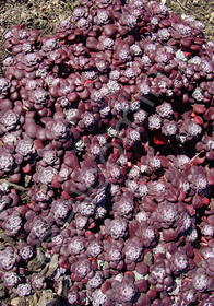 Sedum spathulifolium 'Purpureum'