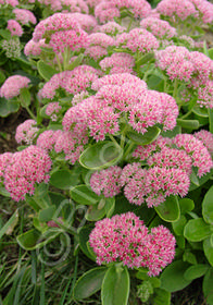 Sedum spectabile 'Autumn Joy'