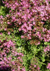 Sedum spurium 'Pink Jewel'