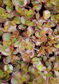 Sedum spurium 'Purpurteppich' ('Purple Carpet')