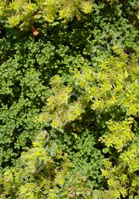 Sedum oreganum