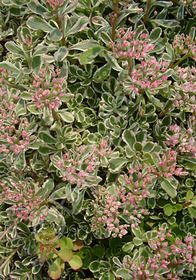 Sedum spurium 'Tricolor'