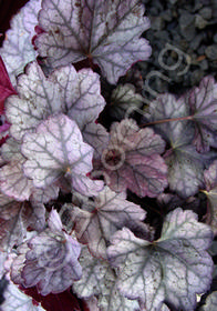 Heuchera 'Silver Lode'