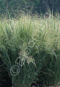 Panicum virgatum 'Northwind'