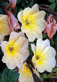 Oenothera longifolia 'Lemon Sunset'