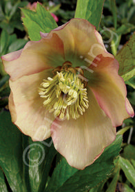 Helleborus x hybridus 'Mardi Gras Apricot'