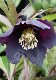Helleborus x hybridus 'Mardi Gras Black'