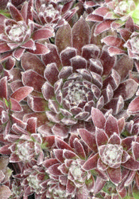 Sempervivum Icicle' (Skrocki)