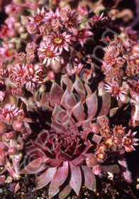 Sempervivum 'Jungle Shadows'