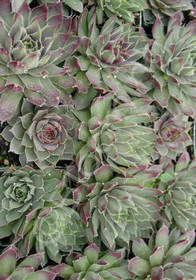 Sempervivum 'Lavender & Old Lace'