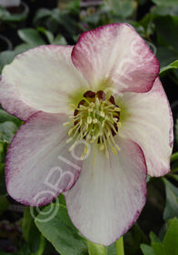 Helleborus x hybridus 'Mardi Gras Picotee Pink'