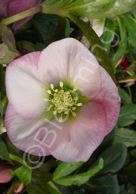 Helleborus x hybridus 'Mardi Gras Pink'