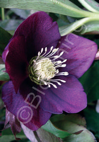 Helleborus x hybridus 'Mardi Gras Plum'