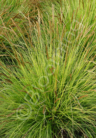 Sesleria autumnalis 