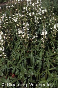 Sidalcea candida 'Bianca'