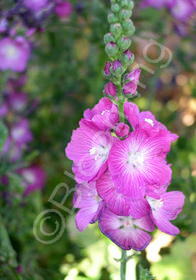 Sidalcea 'Purpetta'