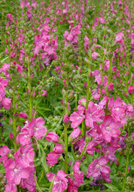 Sidalcea malviflora 'Brilliant'