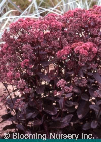 Sedum telephium 'Arthur Branch'