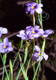 Sisyrinchium bellum