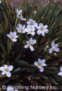 Sisyrinchium idahoense 'Album'                    