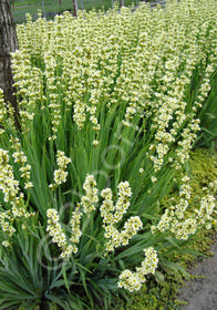 Sisyrinchium striatum