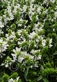 Stachys densiflora 'Alba'