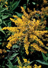 Solidago canadensis Baby Gold' (Goldkind)