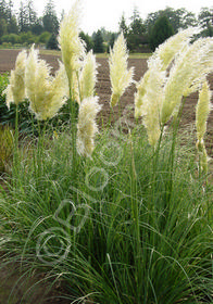 Cortaderia selloana 'Sunningdale Silver'