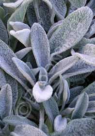 Stachys byzantina 'Silver Carpet'