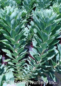 Sedum telephium var. borderi