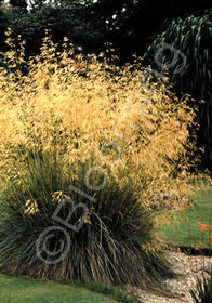 Stipa gigantea