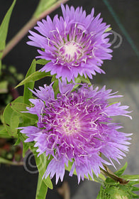 Stokesia laevis 'Blue Star'