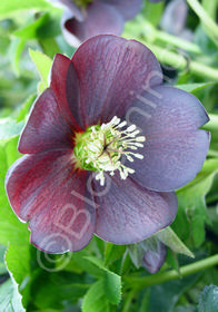 Helleborus x hybridus 'Mardi Gras Slate'