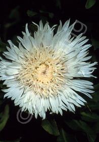 Stokesia laevis 'Silver Moon'