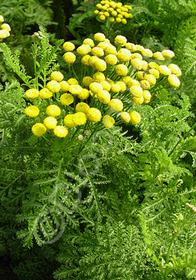 Tanacetum vulgare 'Crispum'