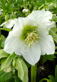 Helleborus x hybridus 'Mardi Gras White'