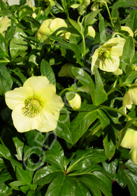 Helleborus x hybridus 'Mardi Gras Yellow'