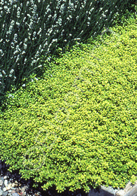 Thymus 'Gold Transparent'