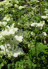 Filipendula palmata 'White' ('Alba')