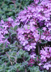 Thymus pseudolanuginosus 