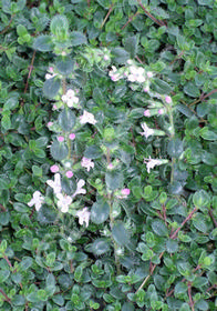 Thymus praecox 'Pink Chintz'